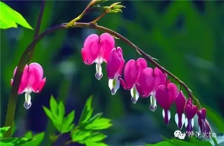 荷包牡丹 荷包牡丹