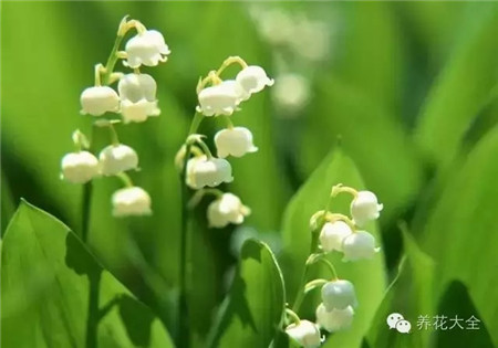 铃兰 铃兰