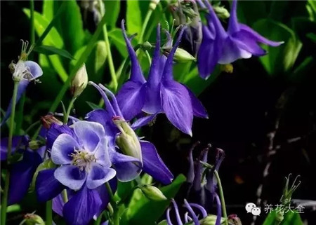 耧斗菜 耧斗菜