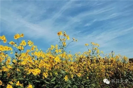菊芋 菊芋
