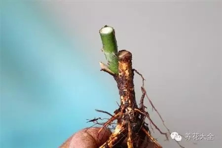 砧木及接芽的选择 砧木及接芽的选择