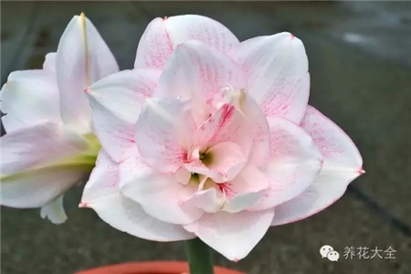 澳朱,阿黛尔,中花 澳朱,阿黛尔,中花