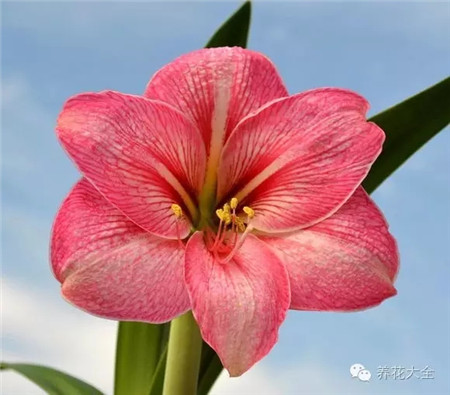 澳朱,粉红猎豹,单瓣,大花 澳朱,粉红猎豹,单瓣,大花
