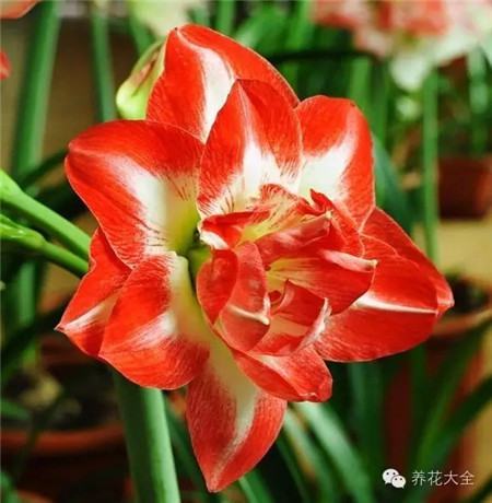 澳朱,绝妙,大花 澳朱,绝妙,大花