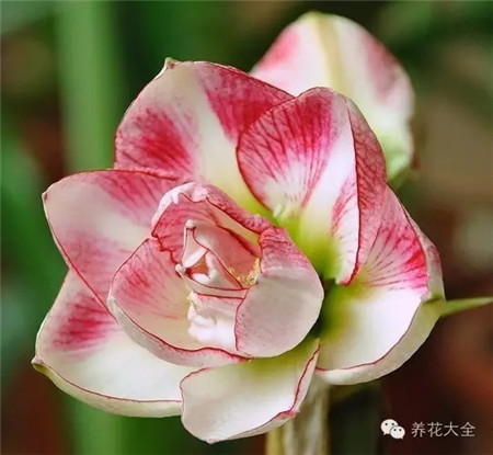 澳朱,莓果螺旋花,中花 澳朱,莓果螺旋花,中花