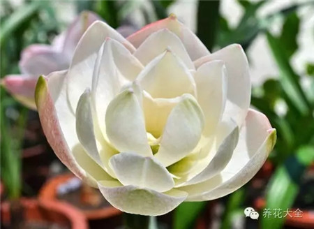澳朱,漂亮女孩,中花 澳朱,漂亮女孩,中花