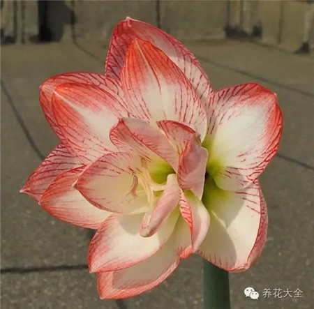 澳朱,童话公主,大花 澳朱,童话公主,大花