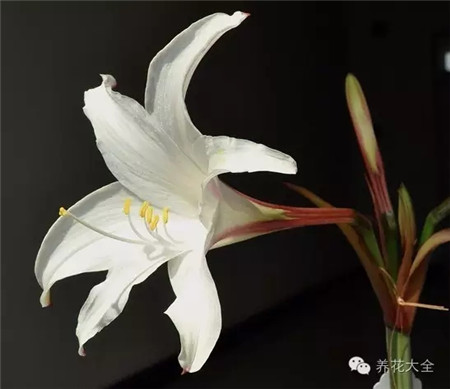日朱,白春风,小花 日朱,白春风,小花