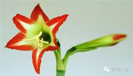 日朱,美唇,小花 日朱,美唇,小花