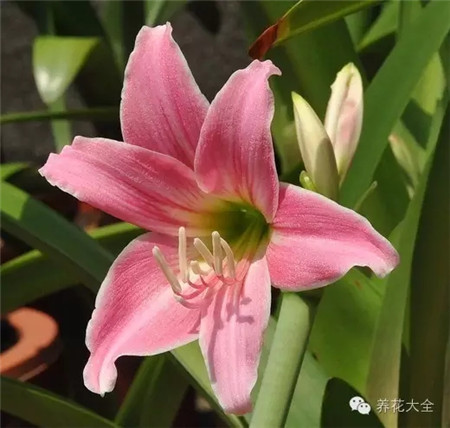 日朱,桃花源,小花 日朱,桃花源,小花