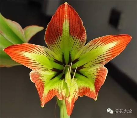 原生朱,科里华胄,中花 原生朱,科里华胄,中花