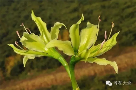 原生朱,绿朱,小花 原生朱,绿朱,小花