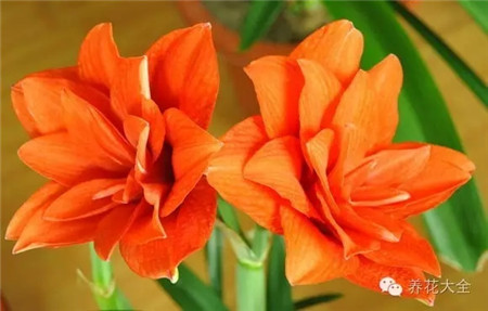 杂交朱,绯色命运,中花 杂交朱,绯色命运,中花