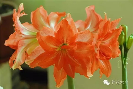 南非朱,芭蕾舞女,中花 南非朱,芭蕾舞女,中花