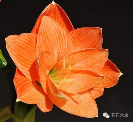 鲑鱼孔雀 鲑鱼孔雀