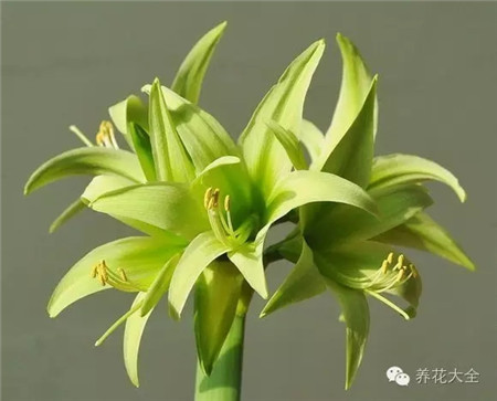恒绿 恒绿