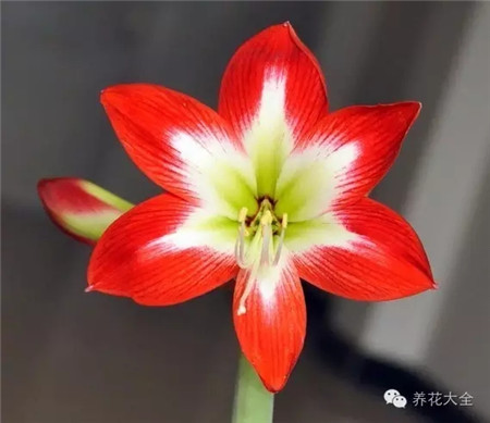 红唇 红唇