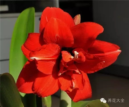 红孔雀 红孔雀
