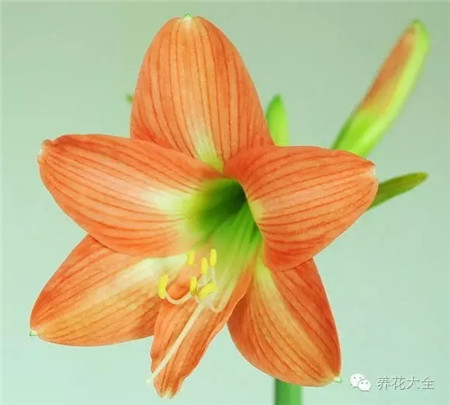 华美 小花 华美 小花