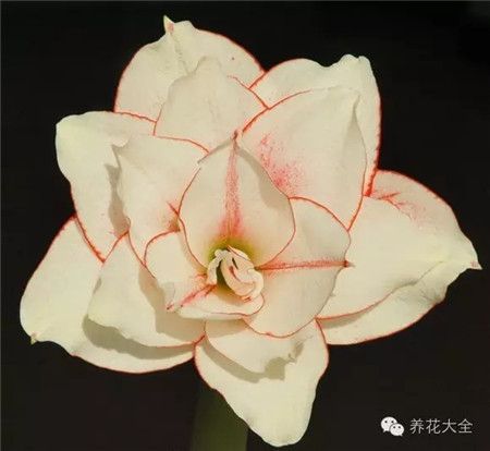 精灵 精灵