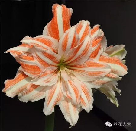 舞后 舞后