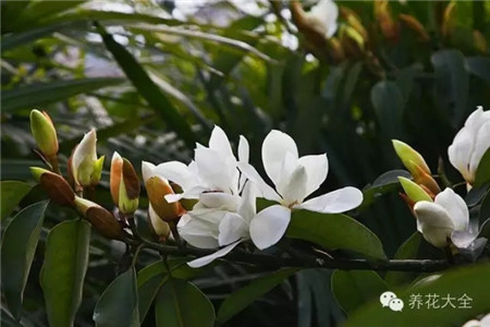 广玉兰 广玉兰