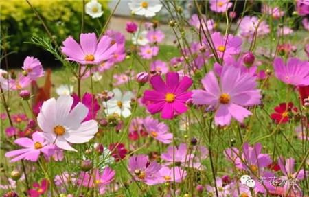 格桑花 格桑花