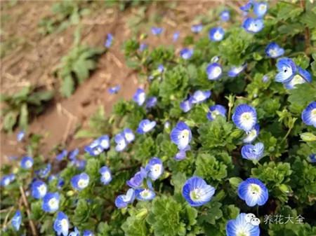 阿拉伯婆婆纳 阿拉伯婆婆纳