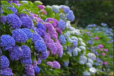 八仙花 八仙花