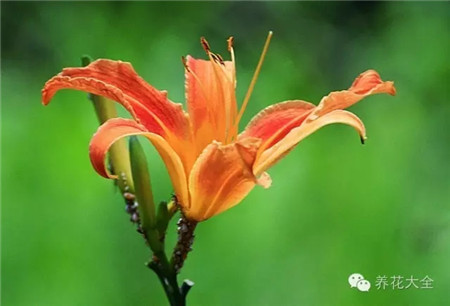 忘忧草 忘忧草