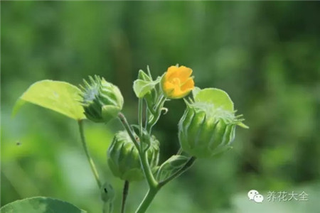 苘麻 苘麻