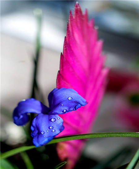 铁兰花