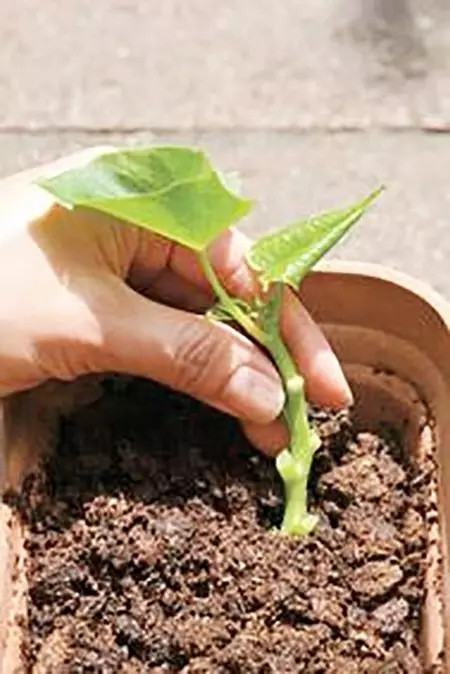 买回来的菜扦插起来,结果吃不完了