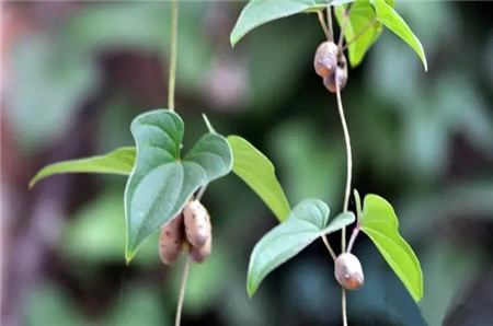 山药豆 山药豆