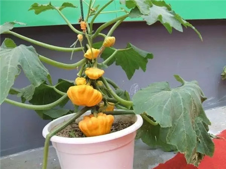 飞碟瓜 飞碟瓜