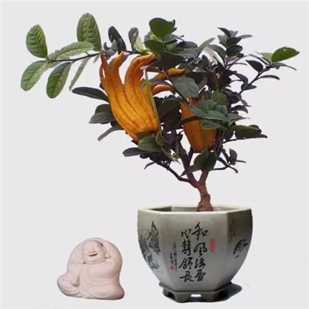 佛手柑 佛手柑