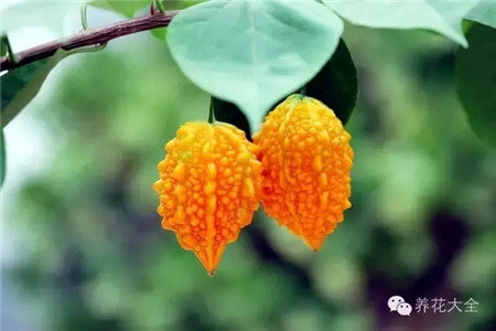 癞葡萄 癞葡萄