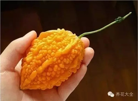 癞葡萄养护方法 癞葡萄养护方法