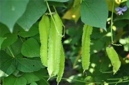四棱豆 四棱豆