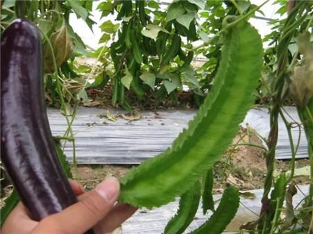 四棱豆养护方法 四棱豆养护方法