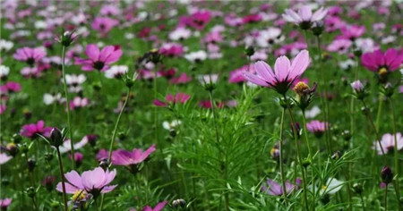 大波斯菊 大波斯菊