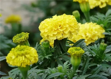 万寿菊 万寿菊