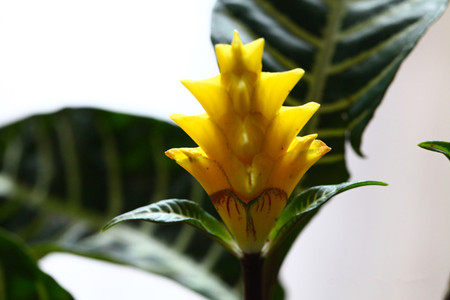 斑马花