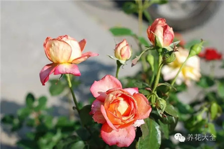 月季花图片