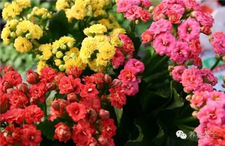 长寿花图片