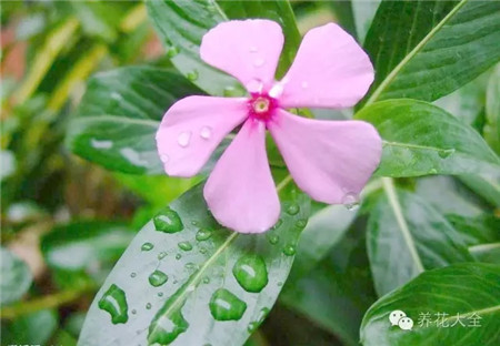 长春花图片