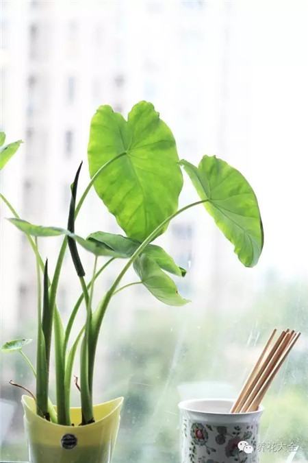 芋头 芋头