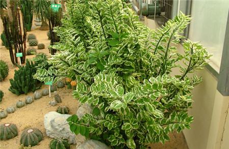 红雀珊瑚的价值