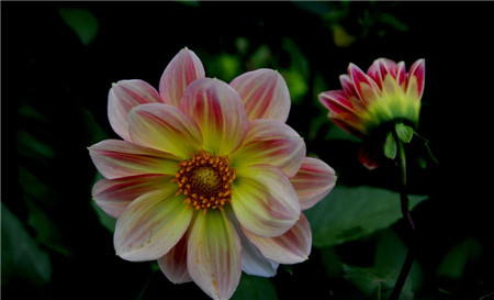 小丽花花期管理