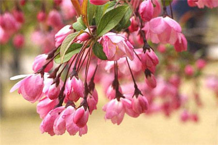 海棠花 海棠花